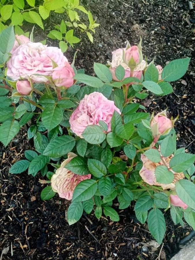 Gite Ferme La Rosee Blanche Laveline المظهر الخارجي الصورة